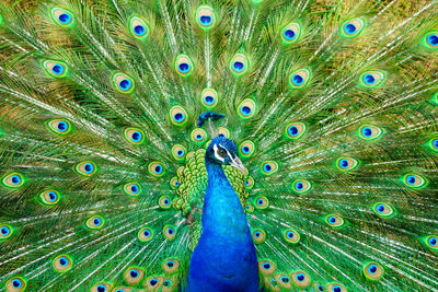 Close-up of a peacock with spread wings