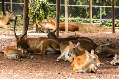 Herd of deer in zoo