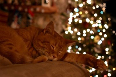 Close-up of ginger cat lying down on illuminated christmas lights