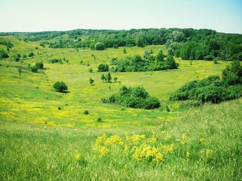 Landscape with yellow flowers in field