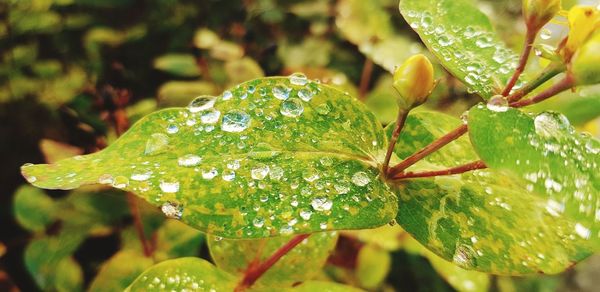 Close-up of raindrops on leaves