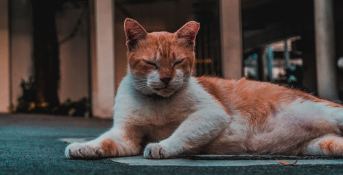 Portrait of a cat resting