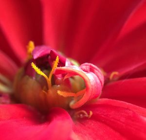 Macro shot of pink flower