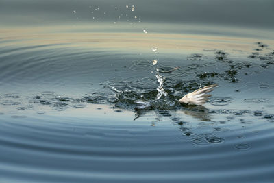 High angle view of duck in lake