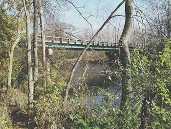 View of bridge in forest