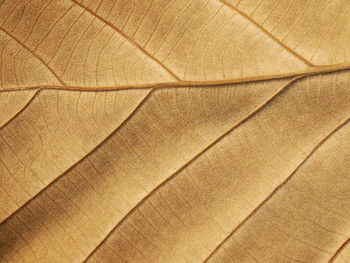 Dry teak leaf texture