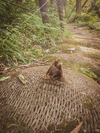 High angle view of cat on field