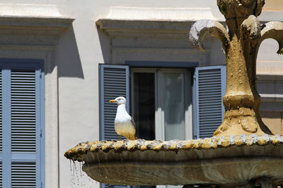 Rome, ancient fountain with seagull, palace background with shutters.
