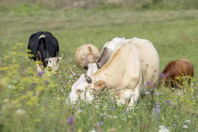 Sheep in a field