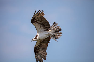 Osprey bird of prey pandion haliaetus flying across a blue sky over clam pass in naples, florida 