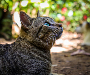 Close-up of a cat looking away