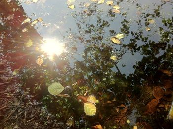 Sun shining through trees against sky