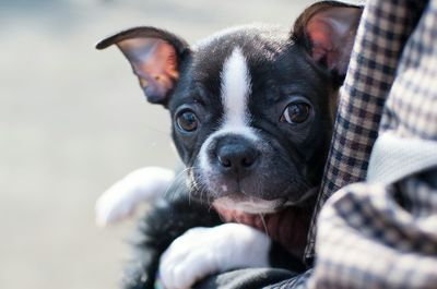 Midsection of person holding french bulldog