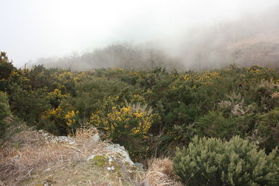 Trees and plants on land against sky