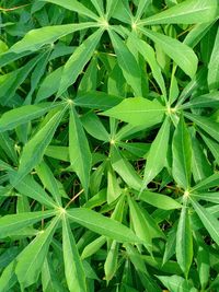 Full frame shot of plant