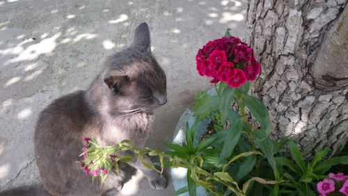 Close-up of cat sitting outdoors