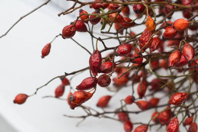 Close-up of berries on tree