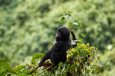 Baby gorilla playing in the forest of bwindi, uganda