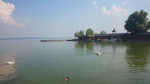 View of ducks swimming in lake