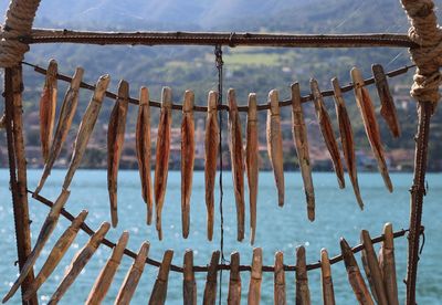 Close-up of clothes drying on wood