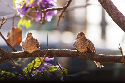 Birds perching on branch