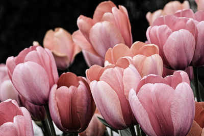 Close-up of pink flowers against black background