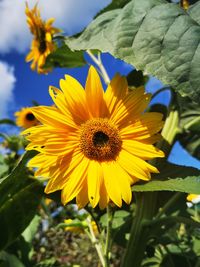 Close-up of sunflower