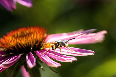 Close-up of insect on pink flower