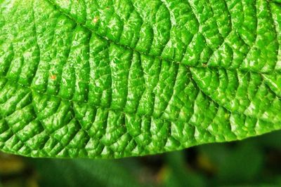 Close-up of fresh green leaf