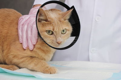 A red cat in a protective collar at the vet. examination and treatment of pets.