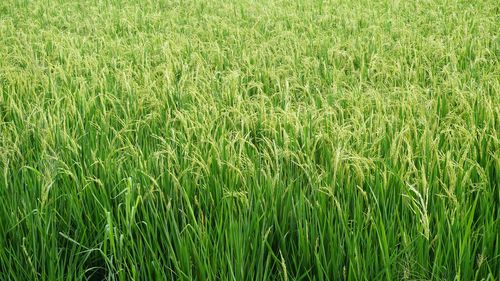Full frame shot of wheat field