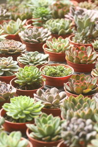 Full frame shot of plants