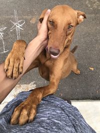 High angle view portrait of dog on floor