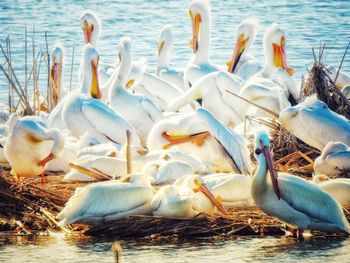 Pelicans in lake