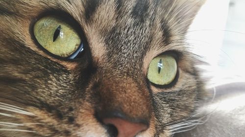 Close-up portrait of cat