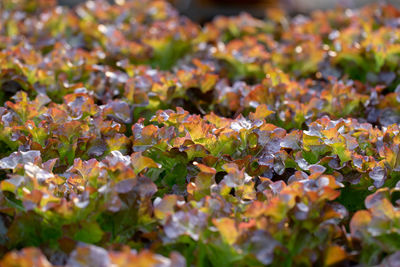 Full frame shot of flowering plants