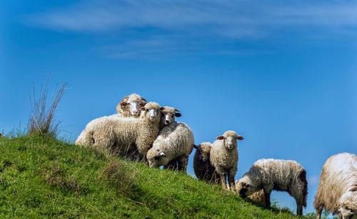 View of sheep on field against blue sky