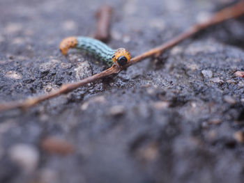 Close-up of lizard on wood