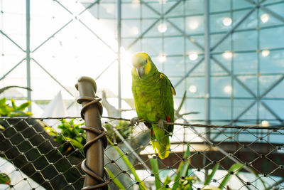 Colorful parrot sitting on the tree branch in the indoor rainforest dome