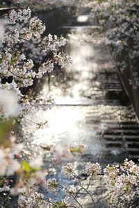 High angle view of cherry blossom during springtime