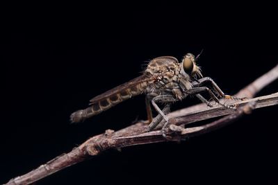 Close-up of insect on branch against black background