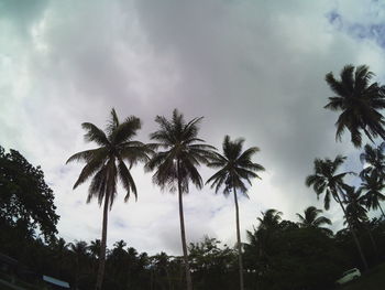 Low angle view of palm trees against sky