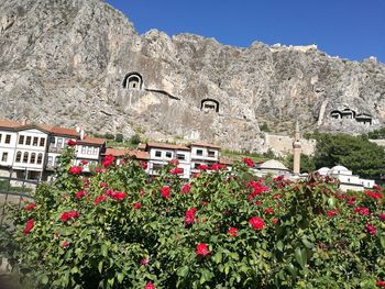 Low angle view of flowering plants and houses against mountain