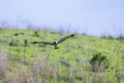 Bird flying against sky