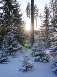 Snow covered field