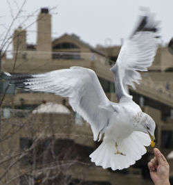 Cropped hand feeding seagull in city