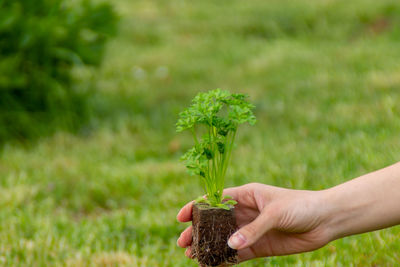 Midsection of person holding plant on field