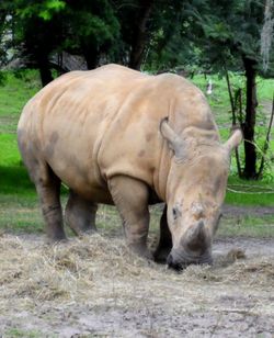 Elephant grazing on field