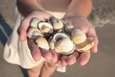 Close up of a girl holding sea shells in her hands. hands holding sea shells, seashells in the hands