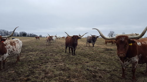 Sheep grazing on field